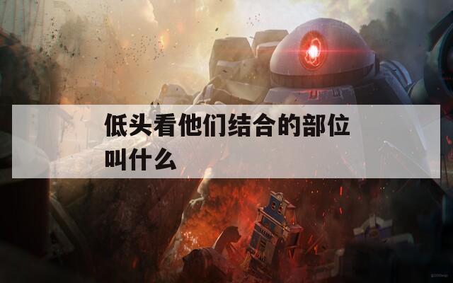 低头看他们结合的部位叫什么