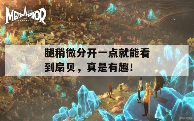 腿稍微分开一点就能看到扇贝，真是有趣！